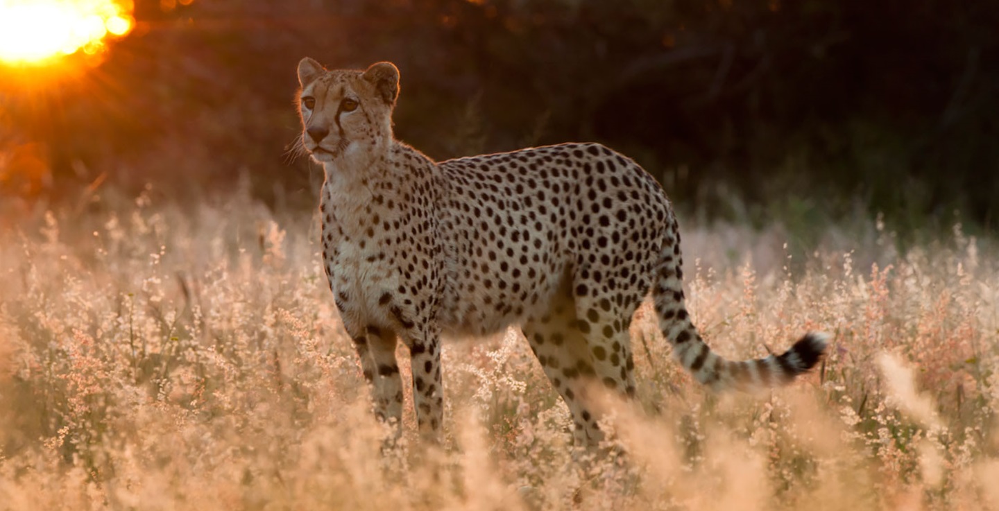 what equipment should i bring for photography on safari